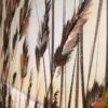 BeachGrass - Image 5