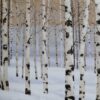 in the Winter - Image 2