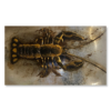 Maalaus hummerilla